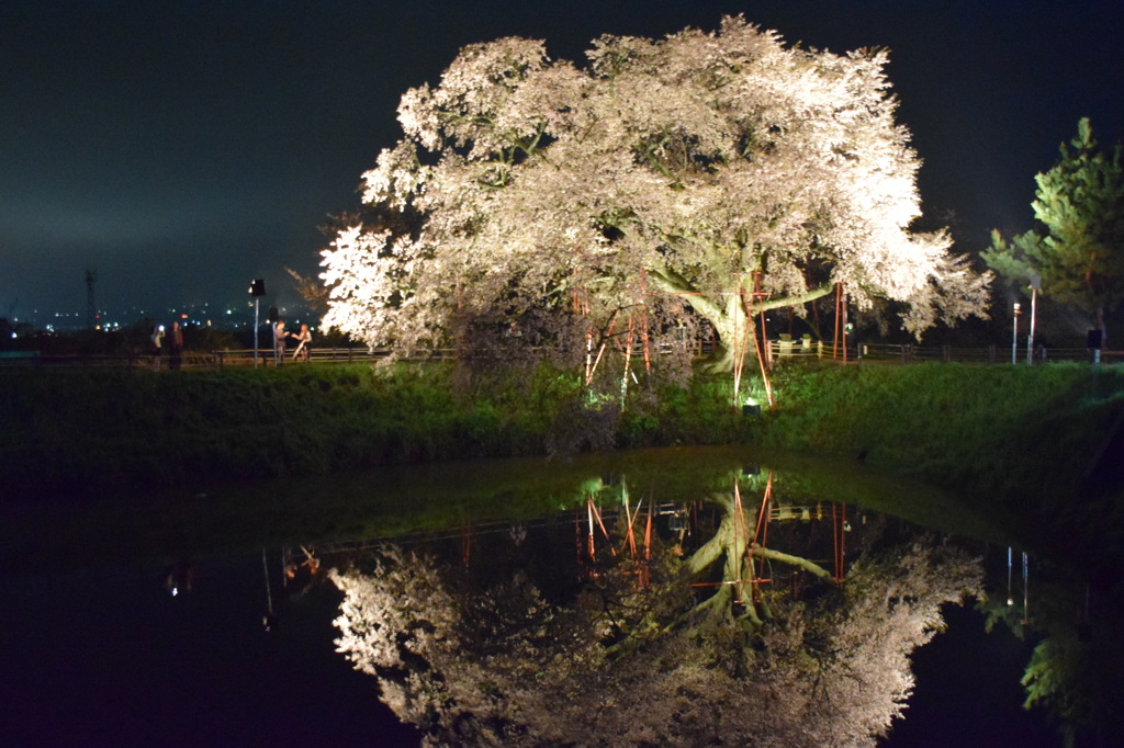 浅井の1本桜(三度目の正直)6
