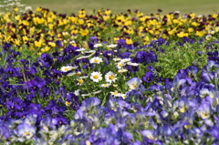久留米　百年公園　花３
