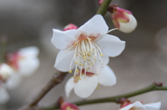 白梅・梅林寺