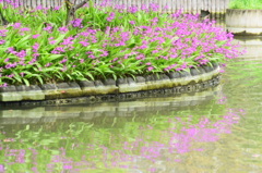 石橋文化センター　花6