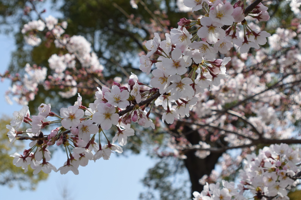 浦山公園　桜6