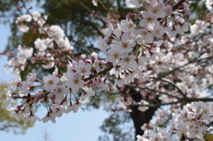浦山公園　桜6