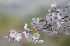 浅井の1本桜(の後ろ)3