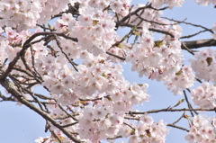 浅井の1本桜(の後ろ)5