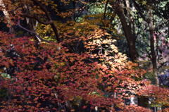 紅葉（木漏れ日）