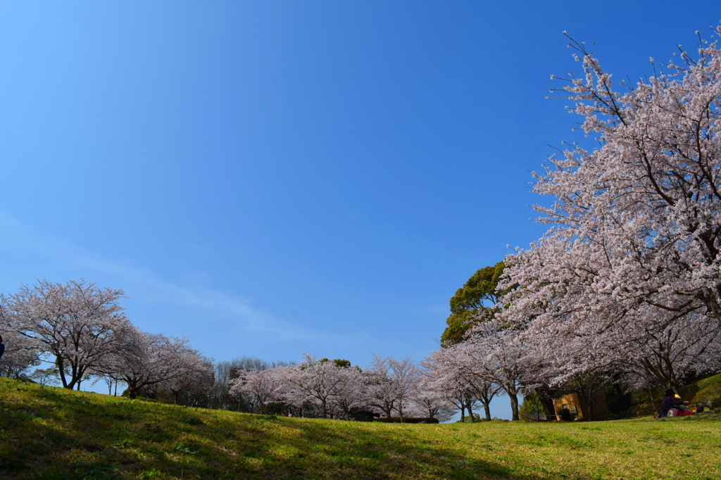 青空と桜2