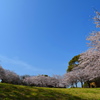 青空と桜2