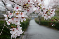 大津山阿蘇神社　鳥居と桜