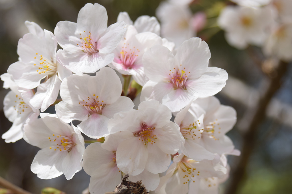 浦山公園　桜3