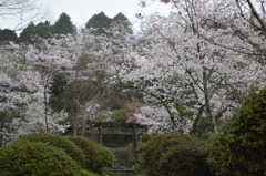 大津山阿蘇神社　鳥居と桜2