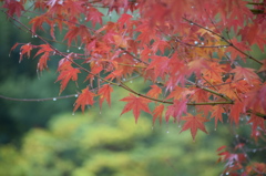 紅葉