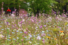 石橋文化センター　花4