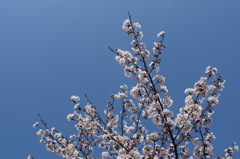 浦山公園　桜
