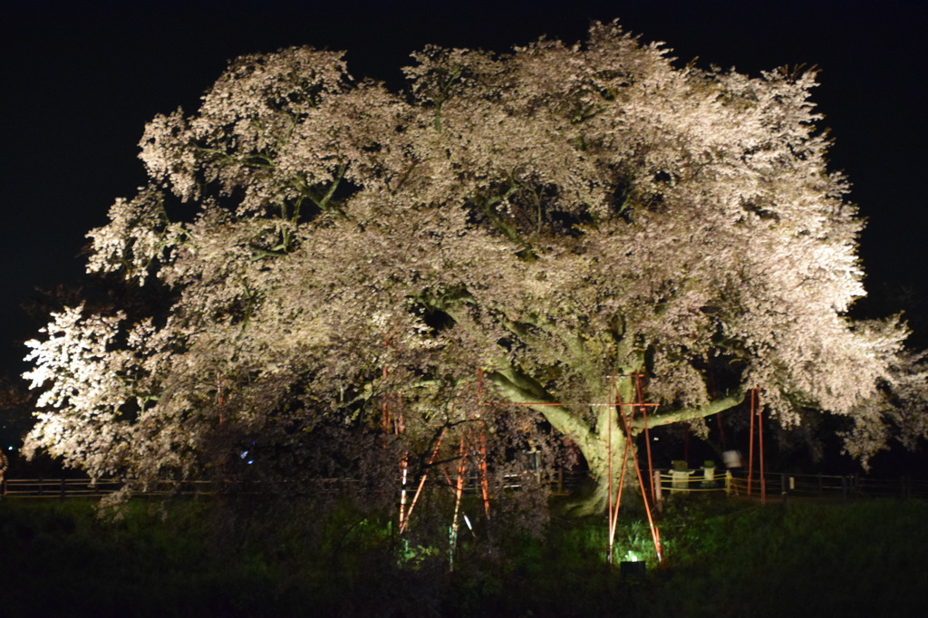 浅井の1本桜(三度目の正直)2