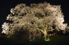 浅井の1本桜(三度目の正直)2