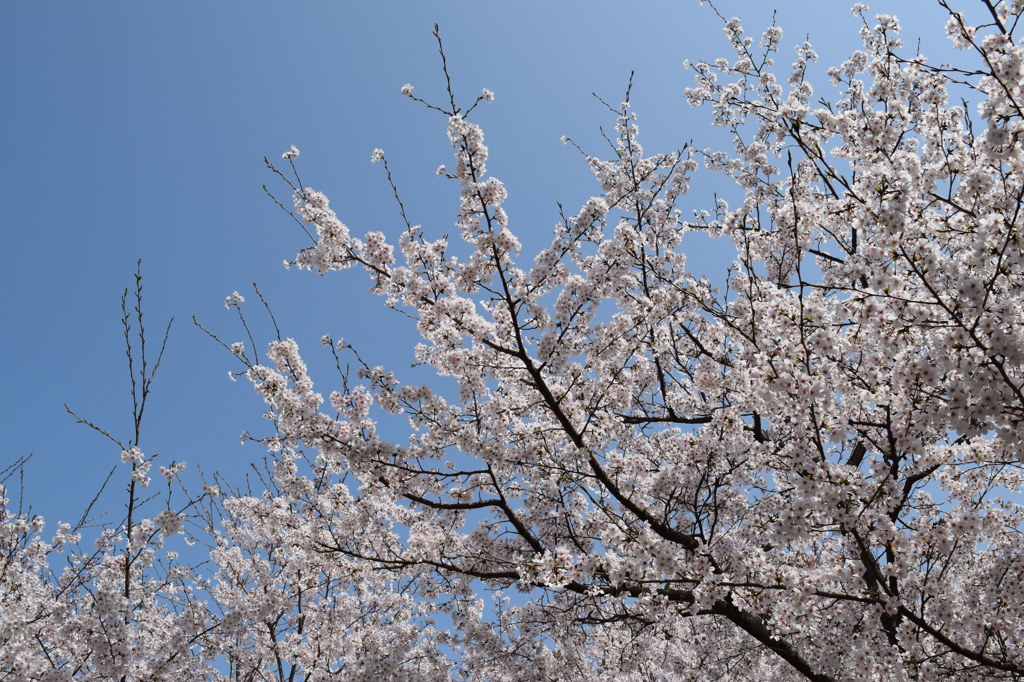 浦山公園　桜5