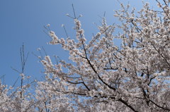 浦山公園　桜5