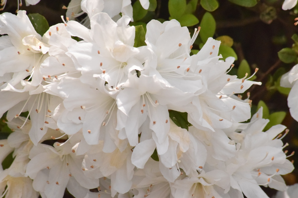 石橋文化センター　花7