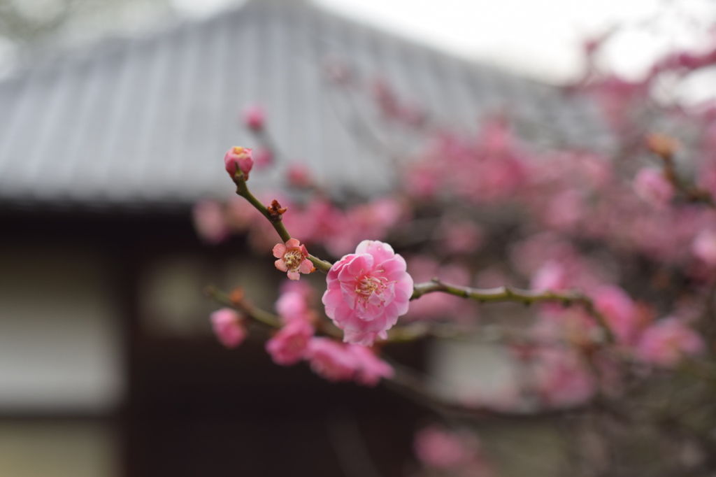 紅梅・梅林寺