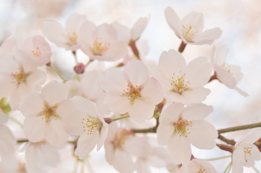 浅井の1本桜(の後ろ)7