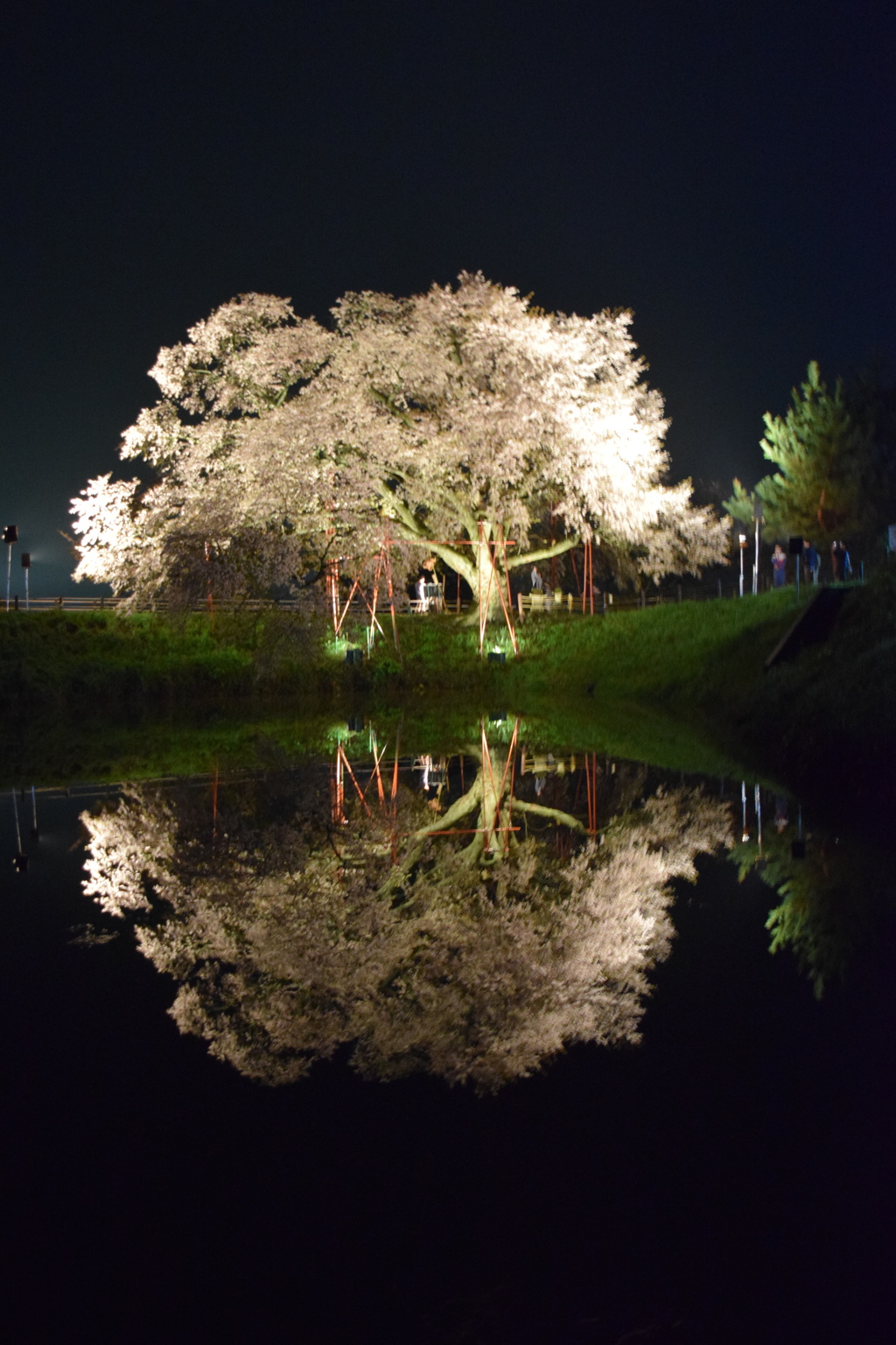 浅井の1本桜(三度目の正直)4