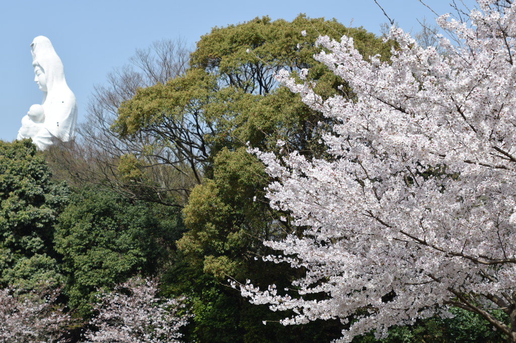 慈母観音像と桜2