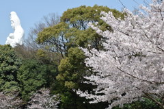 慈母観音像と桜2