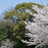 慈母観音像と桜2
