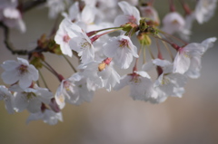 浅井の1本桜(の後ろ)2