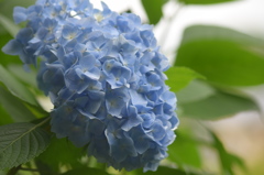 雨あがりの千光寺7