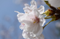 浦山公園　桜8