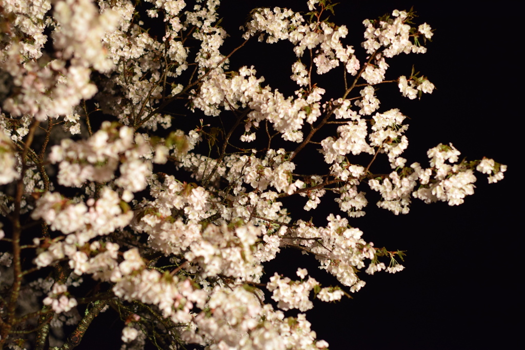 浅井の1本桜(三度目の正直)3