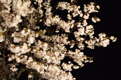 浅井の1本桜(三度目の正直)3