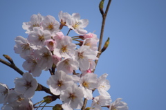 浅井の1本桜(の後ろ)4