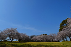青空と桜