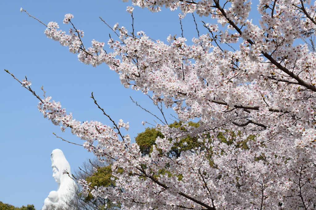 慈母観音像と桜