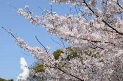 慈母観音像と桜