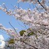 慈母観音像と桜