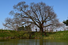 浅井の一本桜