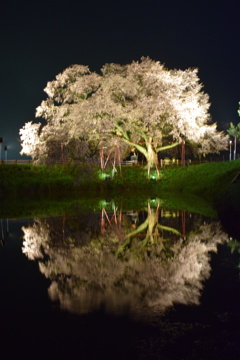 浅井の1本桜(三度目の正直)