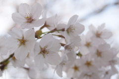 浅井の1本桜(の後ろ)7