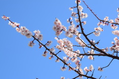 白梅
