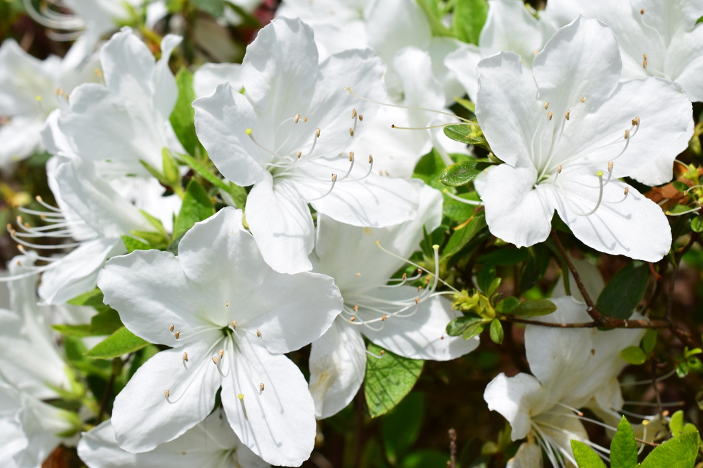石橋文化センター　花8