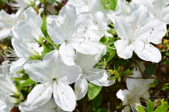 石橋文化センター　花8