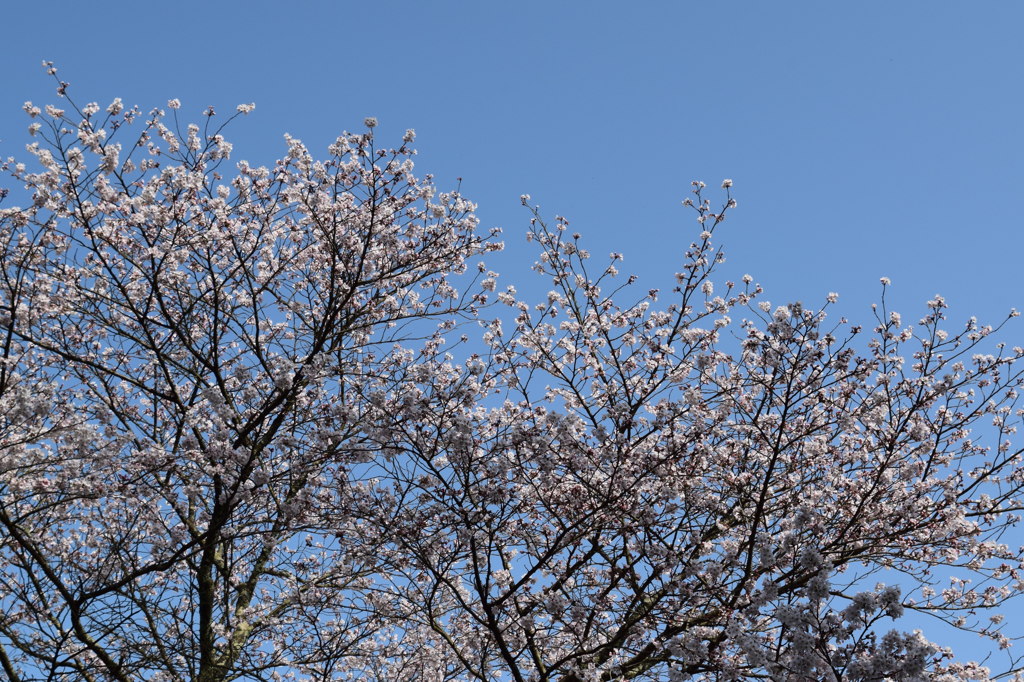 浅井の1本桜(の後ろ)6