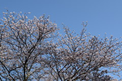 浅井の1本桜(の後ろ)6