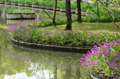 石橋文化センター　花5