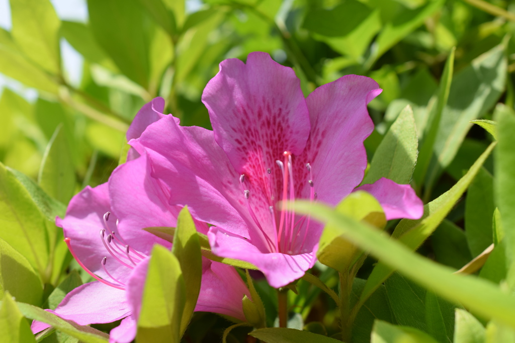 石橋文化センター　花
