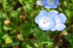 石橋文化センター　花9