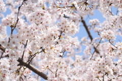 浦山公園　桜4